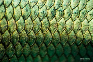 蛇皮背景,模糊图片,床单,包,工艺品,Betta Splendens体重秤