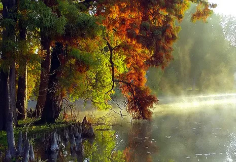 辛辛那提-斯普林格罗夫公墓和树木园“柏树针，火炬和薄雾”