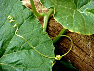 节肢动物,盆栽植物,虫子,马兜铃,瓜藤,卷须