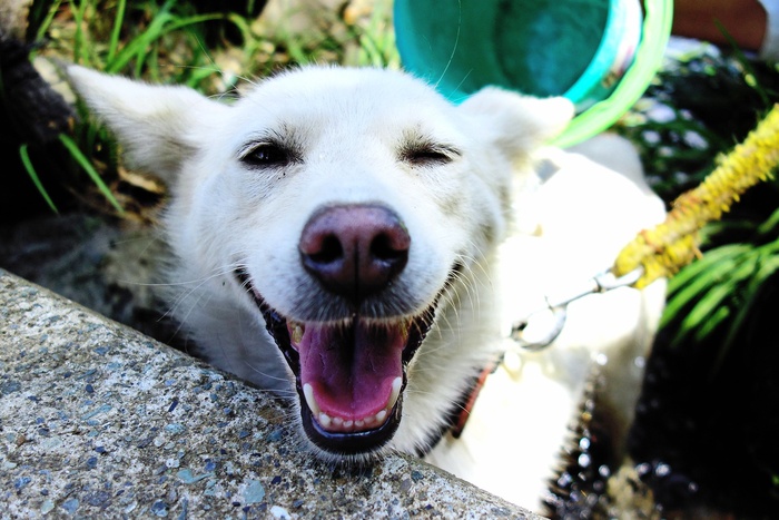 日本犬由纪