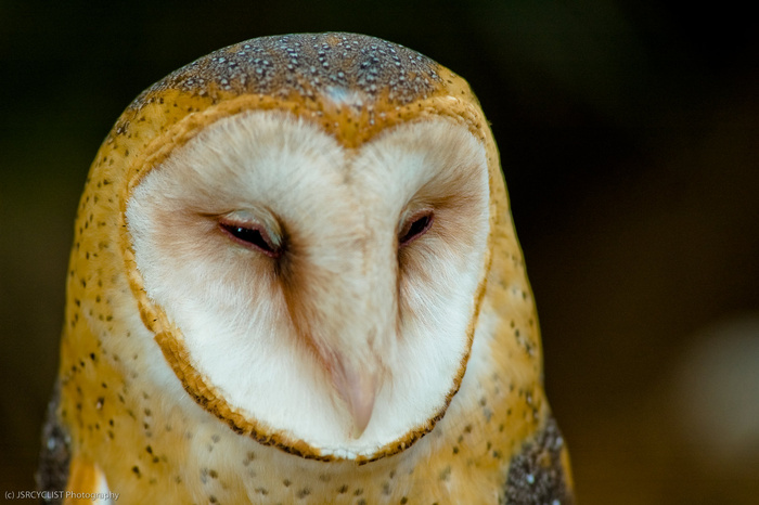 猫头鹰,仓鸮,蘑菇,草鸮,工艺品,谷仓猫头鹰