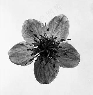 梅花草,梨花,花卉,天竺葵,绘画,Nigelle-de-Damas