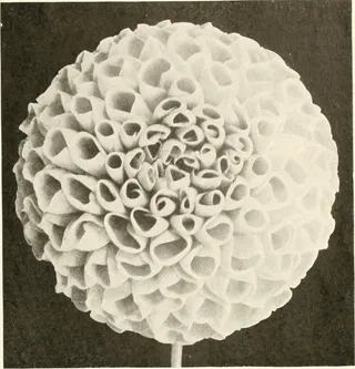 图片来自“大丽花；有关其习性，特征培养和历史的实用论文”的第72页（1916年）