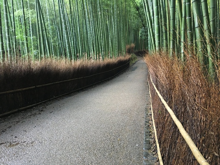 嵯峨野竹林，岚山，嵯峨野，京都，日本，あらしやま，さがの，きょうと，みやこ，きょうのみやこ，にっぽん，にほん，竹林，天龙寺，岚山，S峨野，风暴山，京都，日本，日本，日本