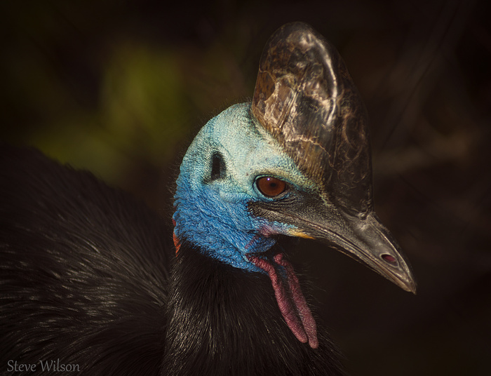 鹤鸵,食火鸡,鸵鸟,鸸鹋,鸟类,危险的食火鸡