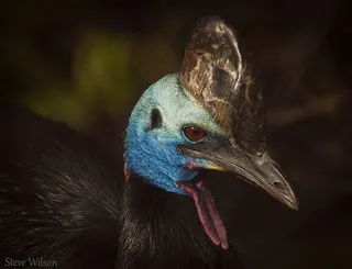 鹤鸵,食火鸡,鸵鸟,鸸鹋,鸟类,危险的食火鸡