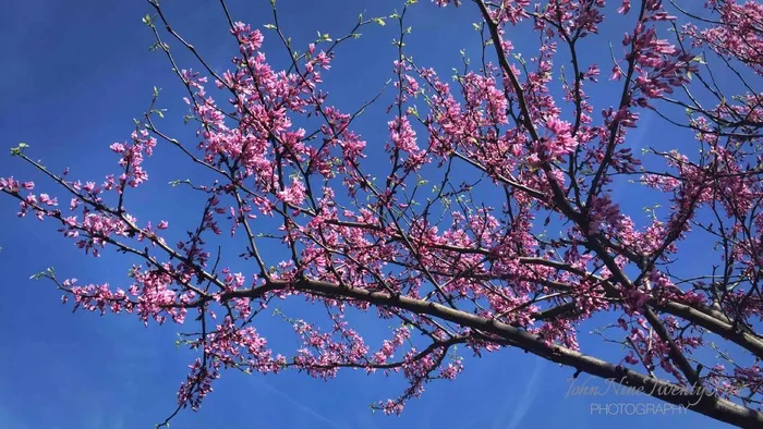 云南樱花,树,日本樱花,紫荆,辛夷花,上帝是恩典