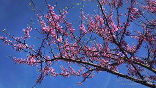 云南樱花,树,日本樱花,紫荆,辛夷花,上帝是恩典