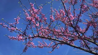 云南樱花,树,日本樱花,紫荆,辛夷花,上帝是恩典