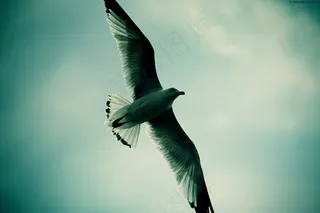 海鸥,燕鸥,须浮鸥,白翅浮鸥,黑嘴鸥,史蒂文