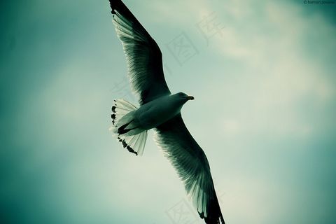 海鸥,燕鸥,须浮鸥,白翅浮鸥,黑嘴鸥,史蒂文 海鸥,燕鸥,须浮鸥,白翅浮鸥,黑嘴鸥,史蒂文