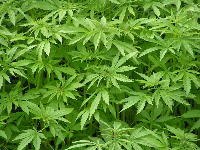 盆栽植物,八角金盘,花卉,裂叶宜昌荚,树,麻