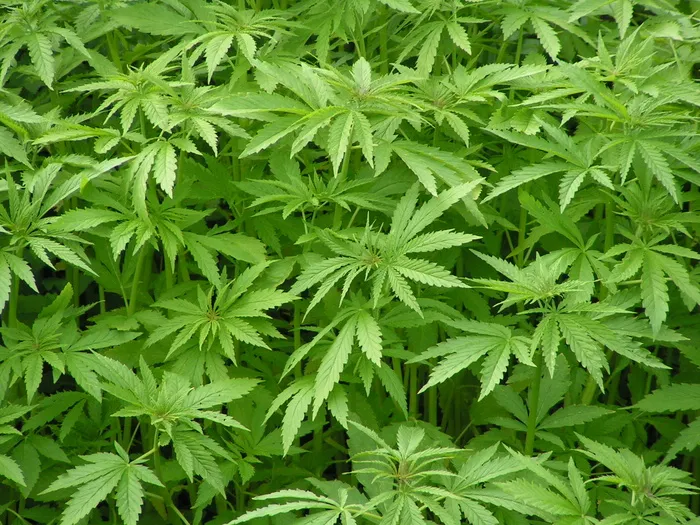 盆栽植物,八角金盘,花卉,裂叶宜昌荚,树,麻