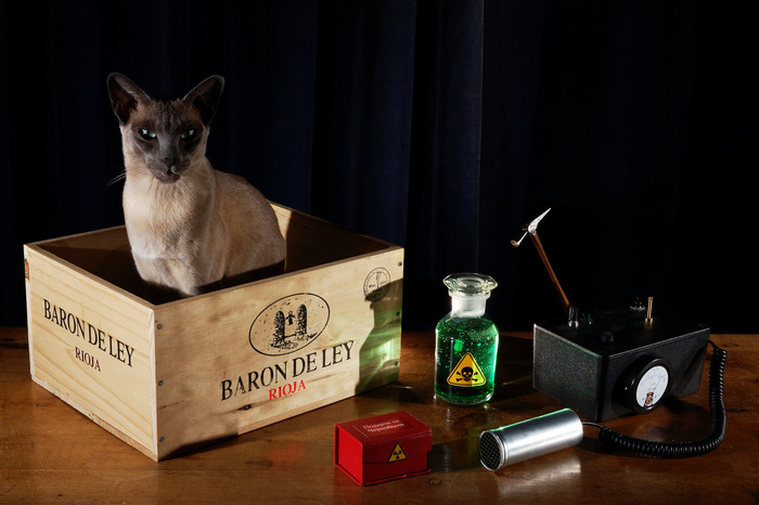 薛定ding的猫