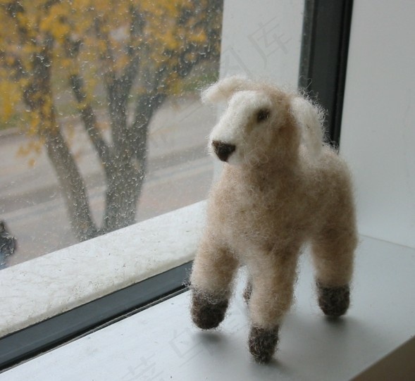 贝灵顿梗,贵宾犬/贵妇犬,小狗,香槟色贵宾,卷毛比熊犬,金皮午餐的羊