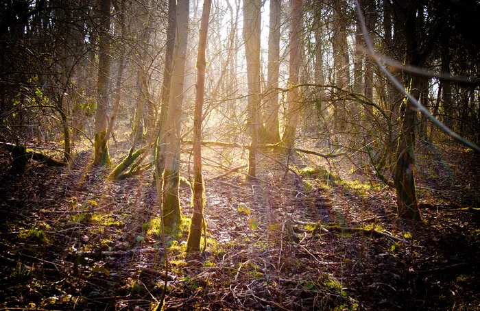 阳光森林,树,生态林,枫树,桦树林,森林漫步
