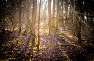 阳光森林,树,生态林,枫树,桦树林,森林漫步