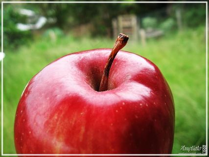 苹果,姬娜果,矮化苹果,富士苹果,红富士,马桑