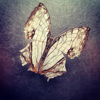 蛱蝶,蜉蝣,蝴蝶标本,透翅蝶,绢蝶,遭遇