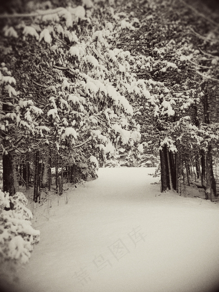 在一个下雪的早晨在树林里停留（对罗伯特·弗罗斯特（Robert Frost）道歉