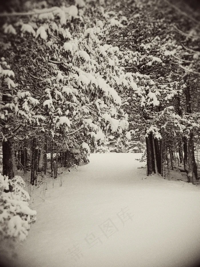 在一个下雪的早晨在树林里停留（对罗伯特·弗罗斯特（Robert Frost）道歉