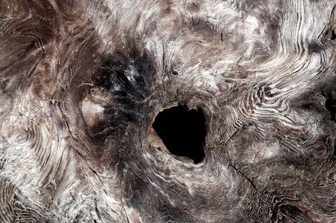 头发,凯恩梗,眼睛,迷你雪纳瑞犬,雕鸮,黑洞