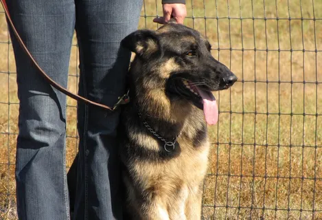 德牧/德国牧羊犬,德牧犬,俄罗斯高加索犬,小狗,毛德牧,狗训练-2009年1月 德牧/德国牧羊犬,德牧犬,俄罗斯高加索犬,小狗,毛德牧,狗训练-2009年1月