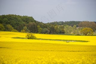 金黄色的稻田,轿车,油菜花,曲靖罗平油菜花海,油菜田,黄场