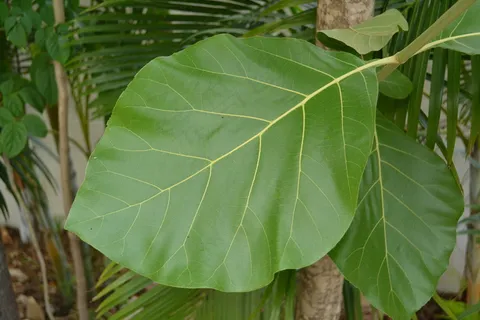Tectona grandis Tectona grandis