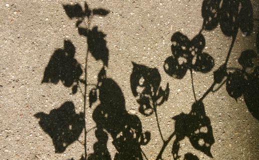 绘画,地图,月球环形山,砖石材,碑刻,带孔的叶子