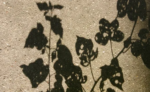 绘画,地图,月球环形山,砖石材,碑刻,带孔的叶子