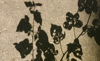 绘画,地图,月球环形山,砖石材,碑刻,带孔的叶子