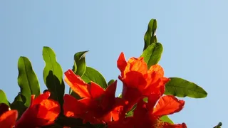 石榴花,榴花,火焰木,凌霄花,郁金香,石榴