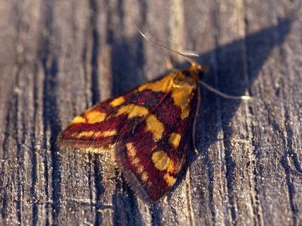 吊坠,绳子,项链,螟蛾,虎蛾,[1362] Pyrausta purpuralis