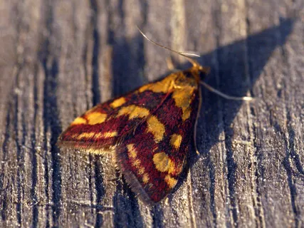 吊坠,绳子,项链,螟蛾,虎蛾,[1362] Pyrausta purpuralis