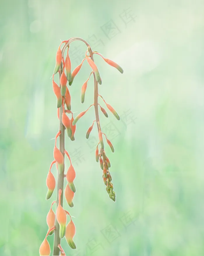 桌面花纹,文字图片,书本,花背景,手,春天的想法