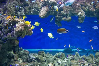 海洋,海底世界,珊瑚馆,花卉,海底的鱼,热带鱼