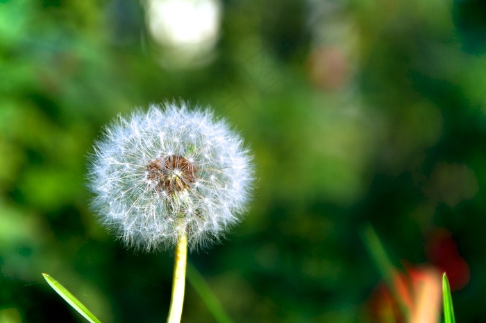 蒲公英,花卉,蒲公英图片,薄公英,菊花,蒲公英dent-de-lion