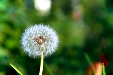 蒲公英,花卉,蒲公英图片,薄公英,菊花,蒲公英dent-de-lion 蒲公英,花卉,蒲公英图片,薄公英,菊花,蒲公英dent-de-lion