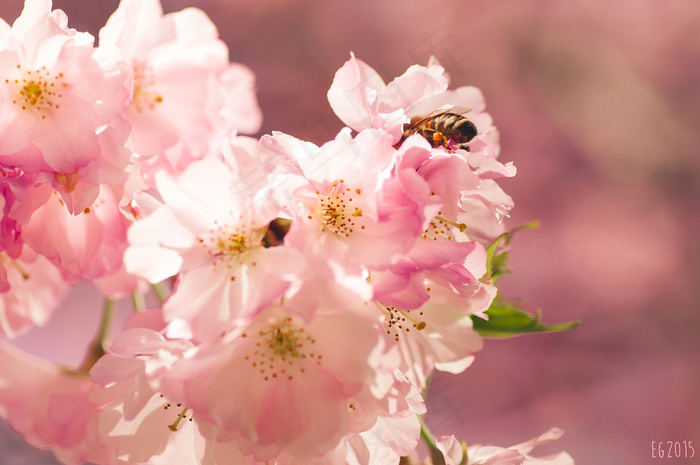 晚樱,云南樱花,榆叶梅,花背景,海棠花,花见-hanami 2015