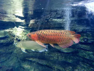 红龙鱼,血红龙,红尾金龙,过背金龙鱼,银龙鱼,アジアアロワナ＠上野动物园