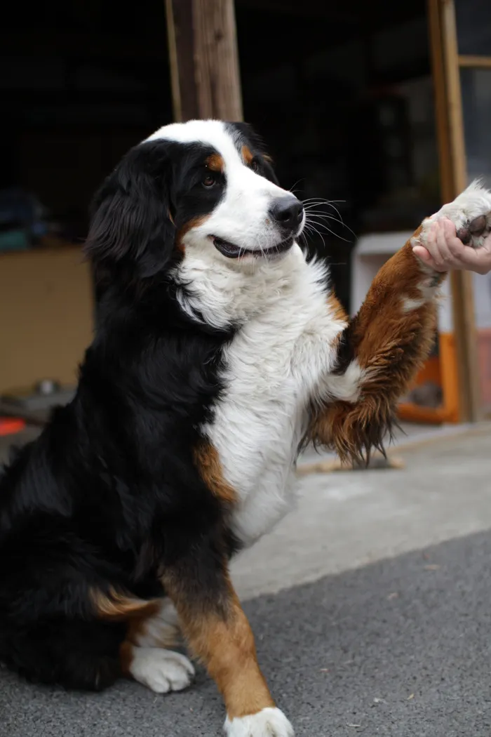伯恩山犬,瑞士伯恩山犬,瑞士犬,小狗,大瑞士山地犬,Miruku握手