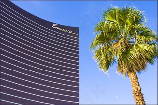 树,椰子树,椰树,棕榈树,拉斯维加斯