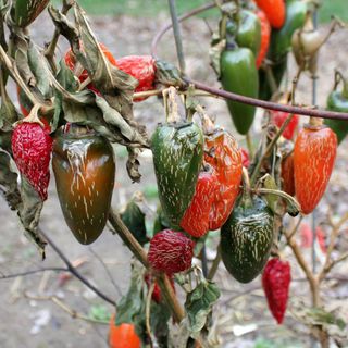 墨西哥胡椒圣诞灌木