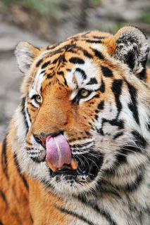 鼻子清洁，老虎风格