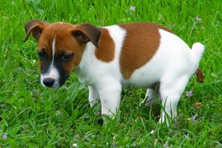 杰克罗素梗,比格犬,平毛猎狐梗,猎兔犬,威尔士柯基,小*