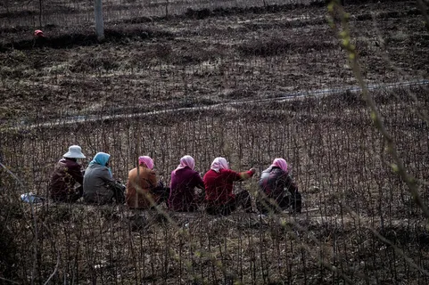L1005027工作人员展示着中国的新民族粉红色：)从城市到乡下，中国许多女性都穿着粉红色。