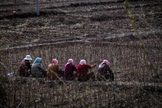 L1005027工作人员展示着中国的新民族粉红色：)从城市到乡下，中国许多女性都穿着粉红色。