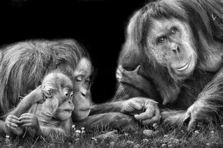 红毛猩猩全家福