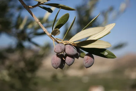 橄榄树,橄榄,桃金娘,花卉,黑刺李,...ελιάς